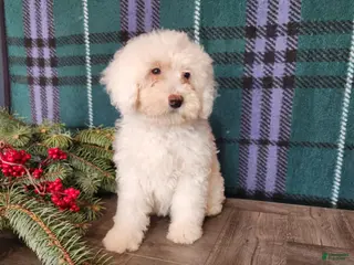 Mini Bernedoodle dogs Flake - Ad 22