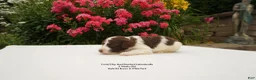 Australian Labradoodle dogs for sale: CCB4 - Ad 3