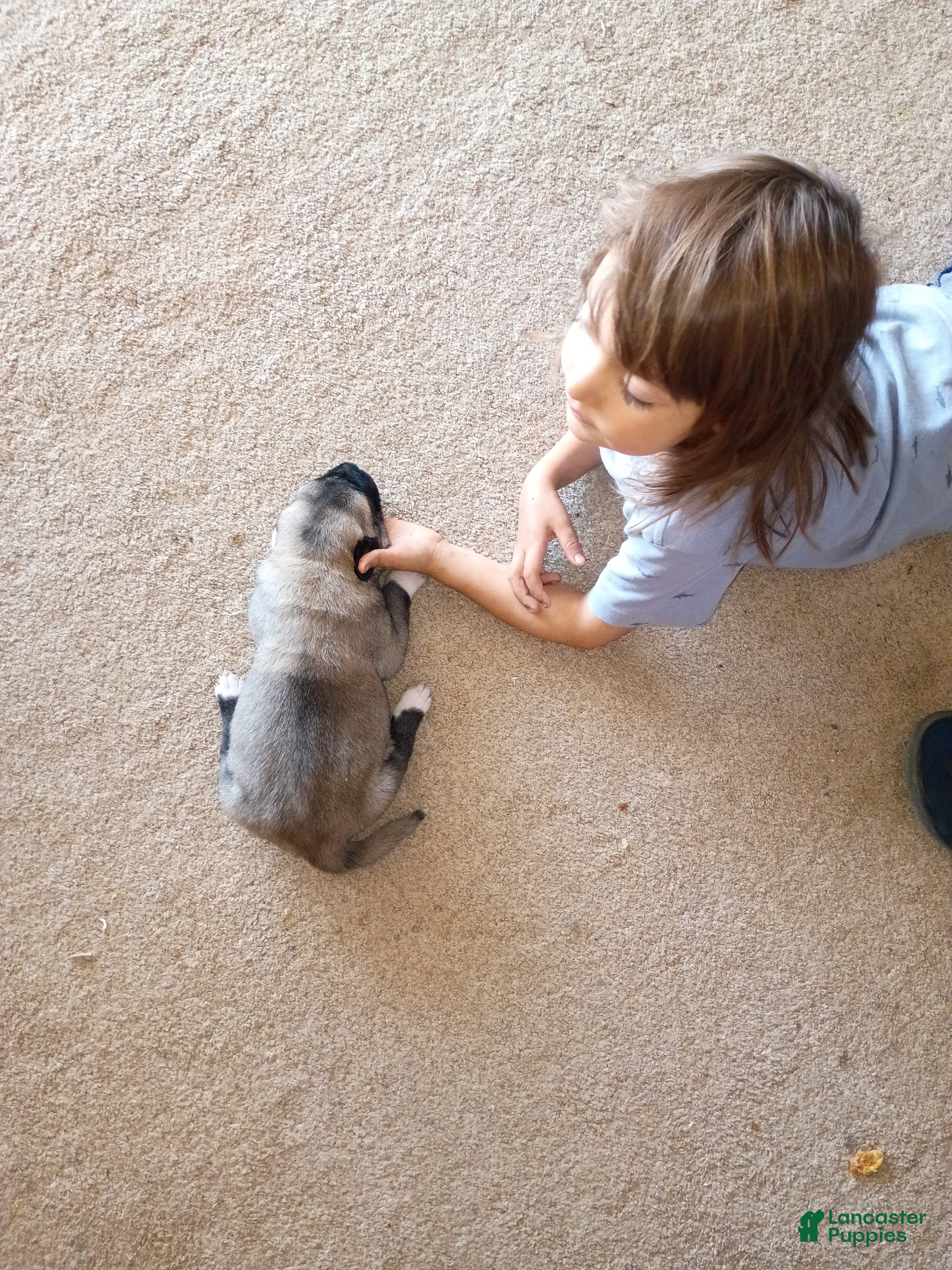 Anatolian Shepherd dogs for sale: Anatolian Shepherd 4 - Ad 1