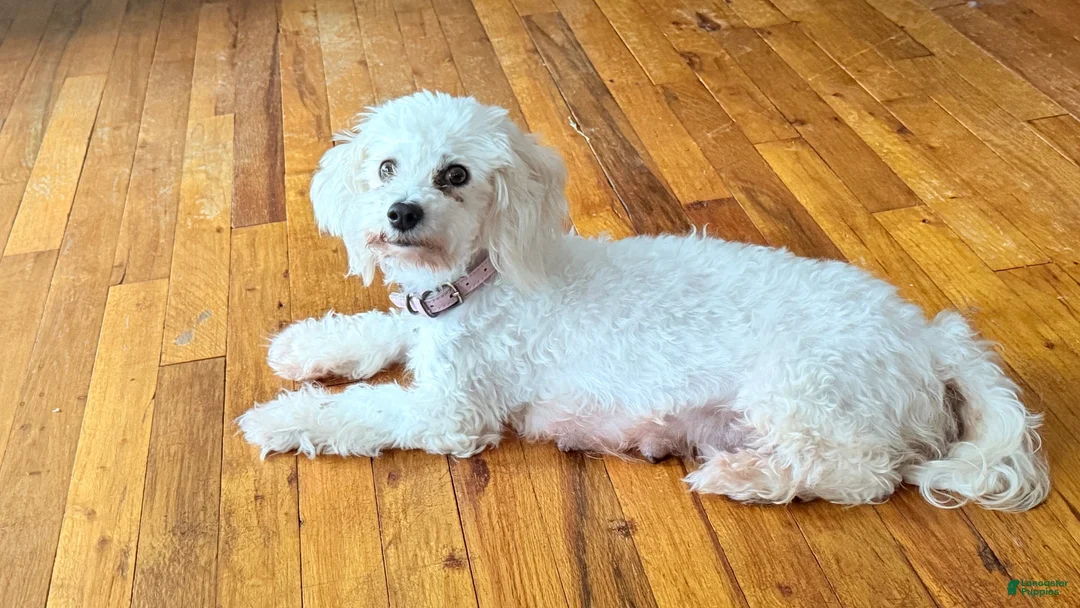 Malshi dogs for sale: Malshi 3 - Ad 2