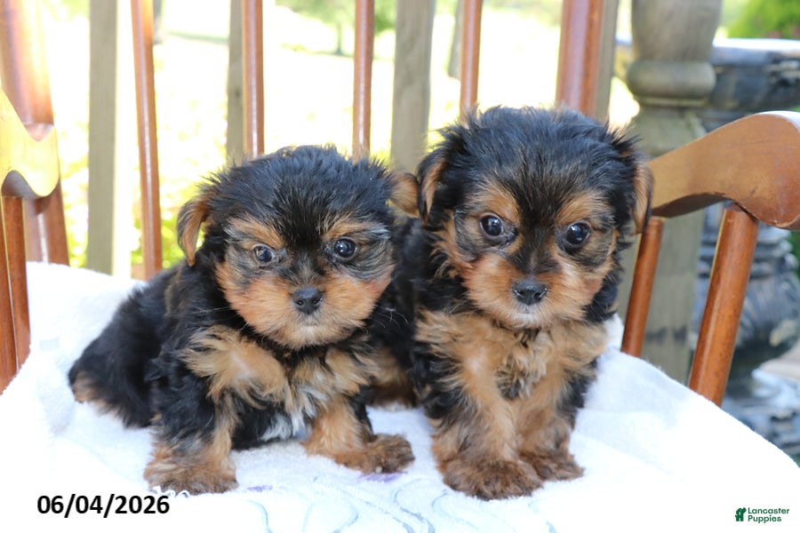 Yorkshire Terrier dogs for sale: Timmy - Ad 5