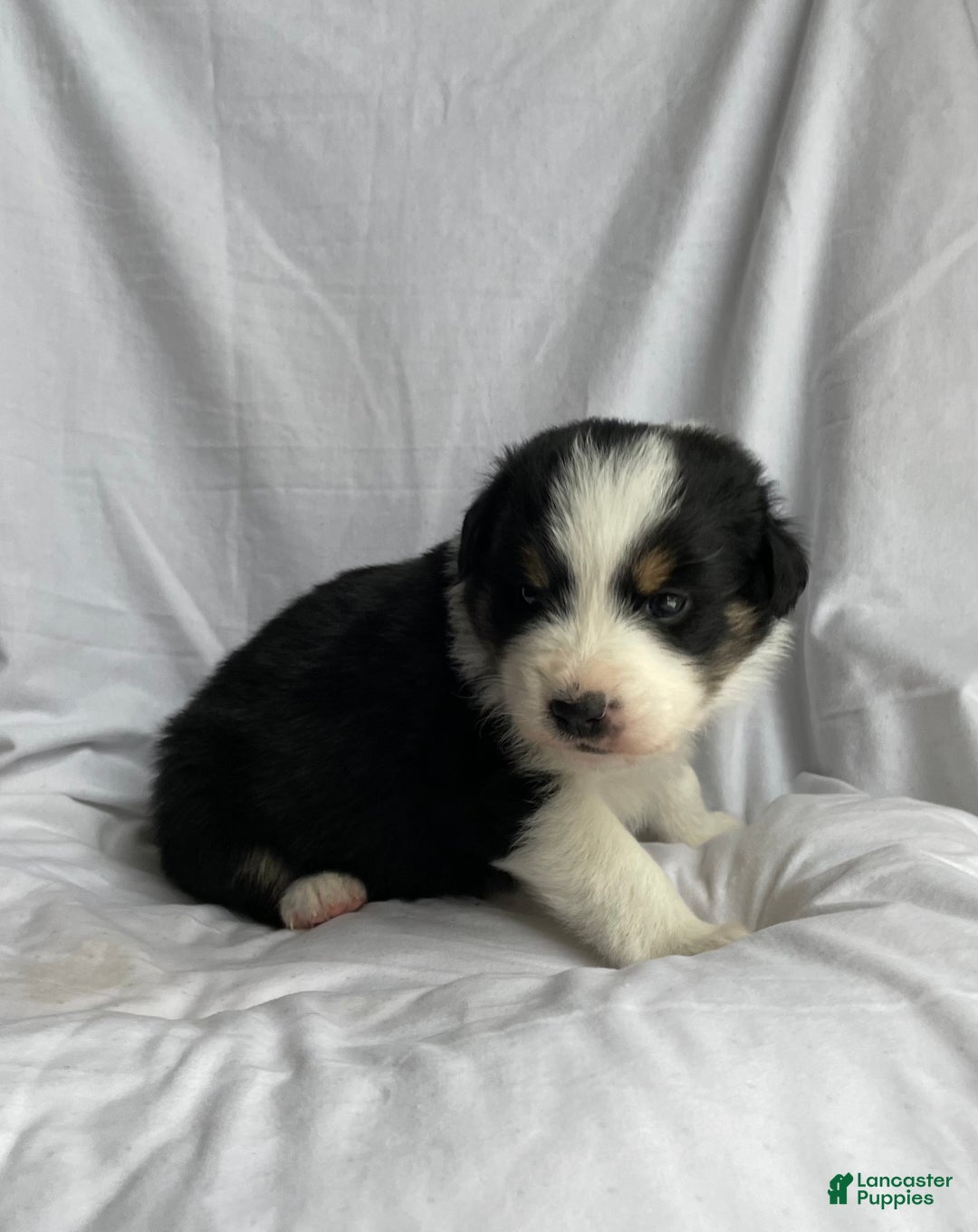 Australian Shepherd dogs for sale: Cedar - Ad 3