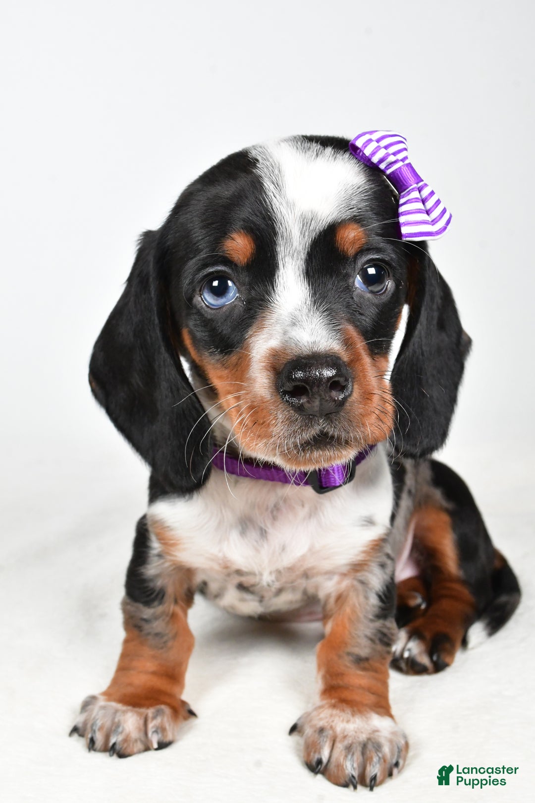 Miniature Dachshund dogs for sale: Katie - Ad 4