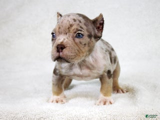 American Bully dogs Chocolate Tri Merle Female - Ad 41