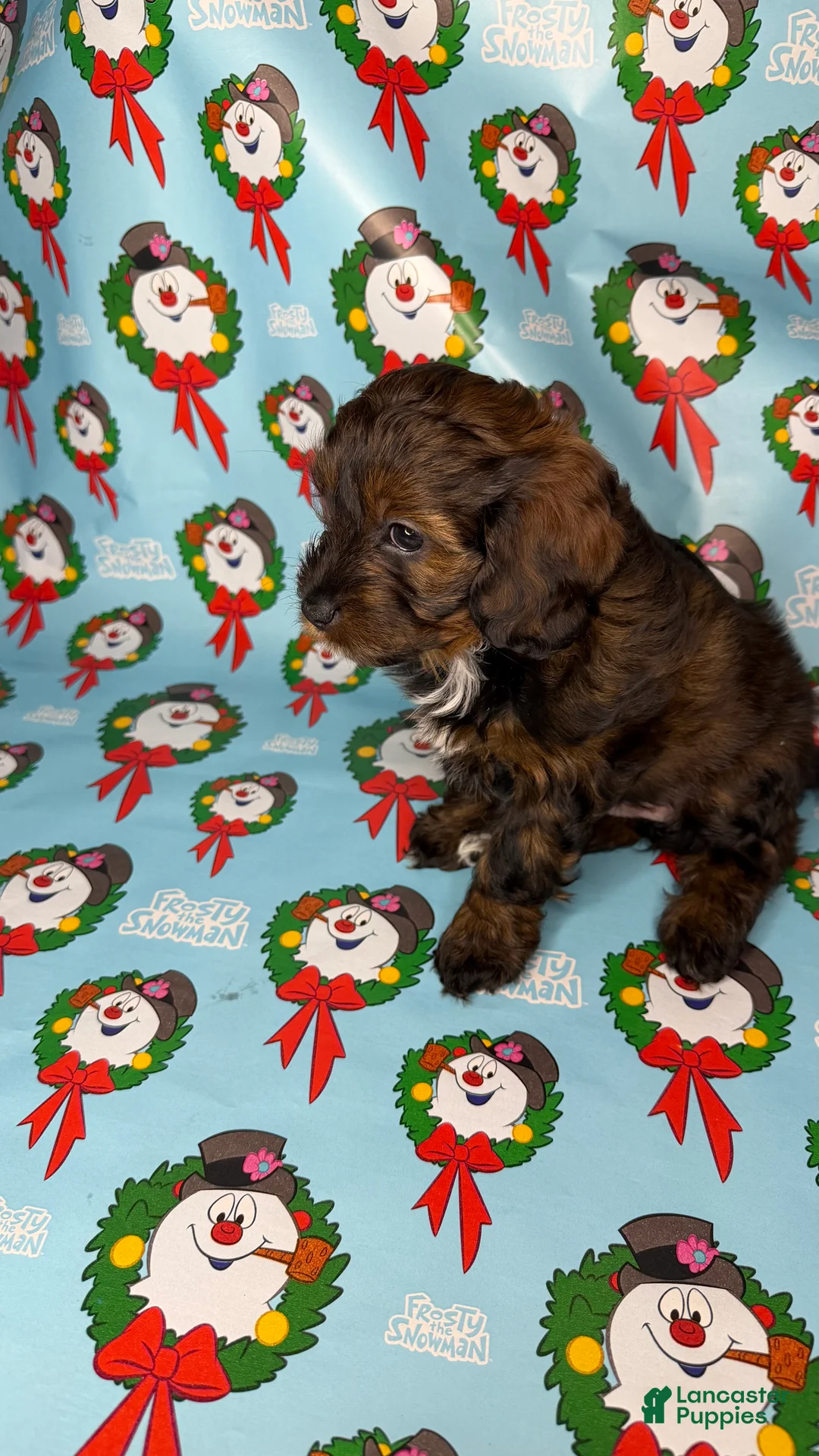 Shihpoo dogs for sale: seraphima - Ad 3