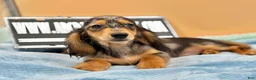 Miniature Dachshund dogs for sale: AKC GCH Frapp Russian blue eye - Ad 9