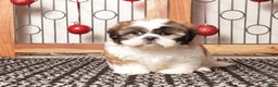 Shih Tzu dogs for sale: Rex - Ad 3