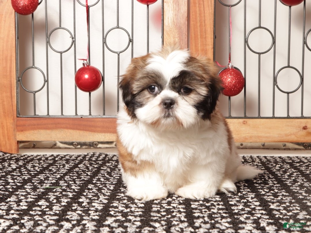 Shih Tzu dogs for sale: Rex - Ad 3