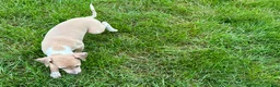 Italian Greyhound dogs for sale: Italian Greyhound female 2 fawn and white  - Ad 13