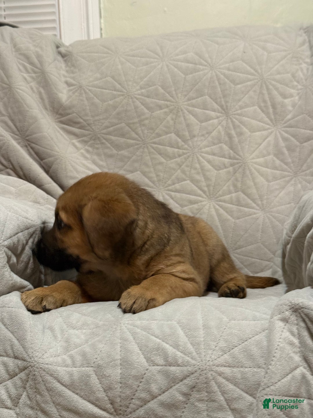 Mixed Breed dogs for sale: Mixed Breed Puppy 3 - Ad 2