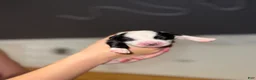 Mixed Breed dogs for sale: Oreo - Ad 14