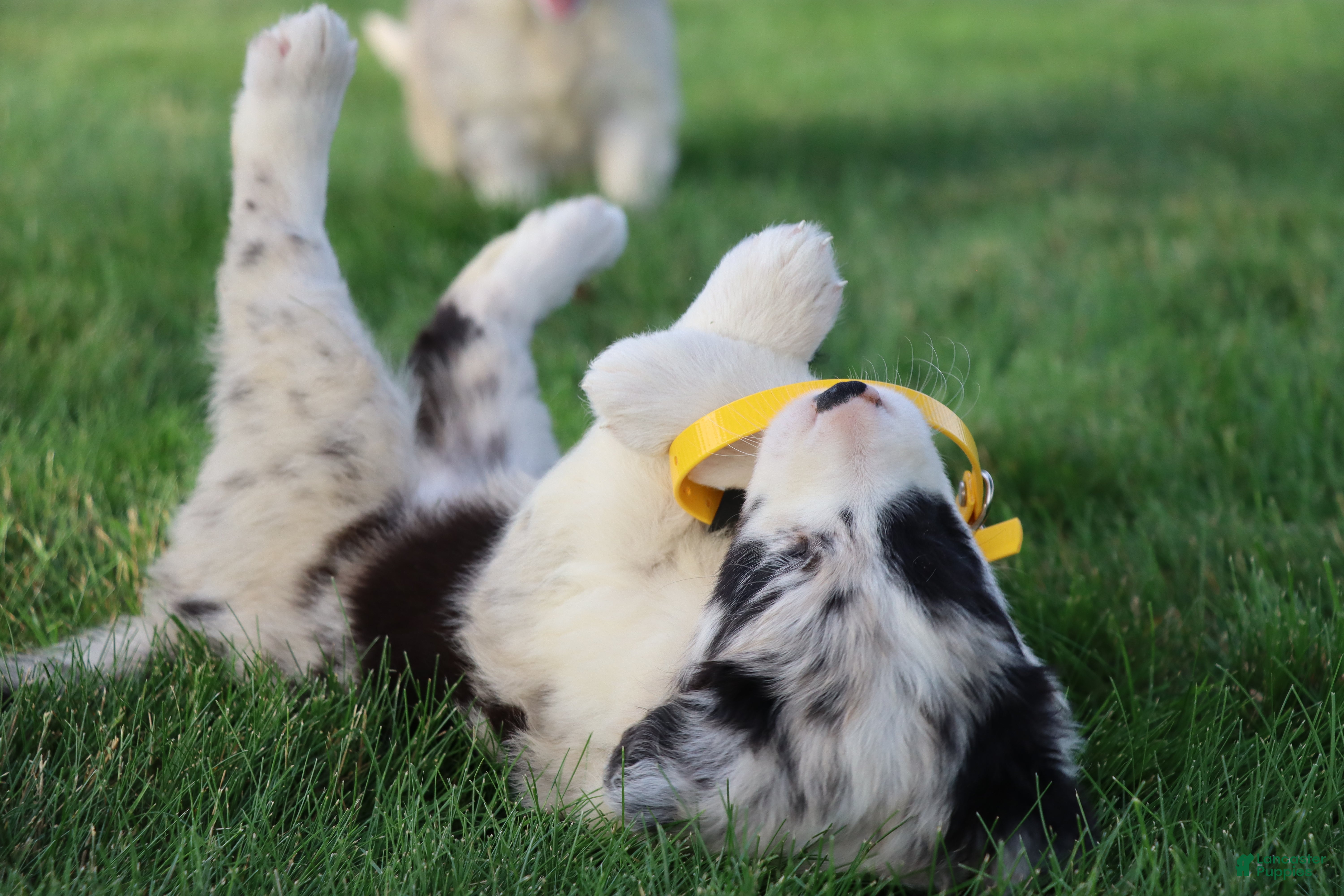 Border Collie dogs Denim - Ad 2