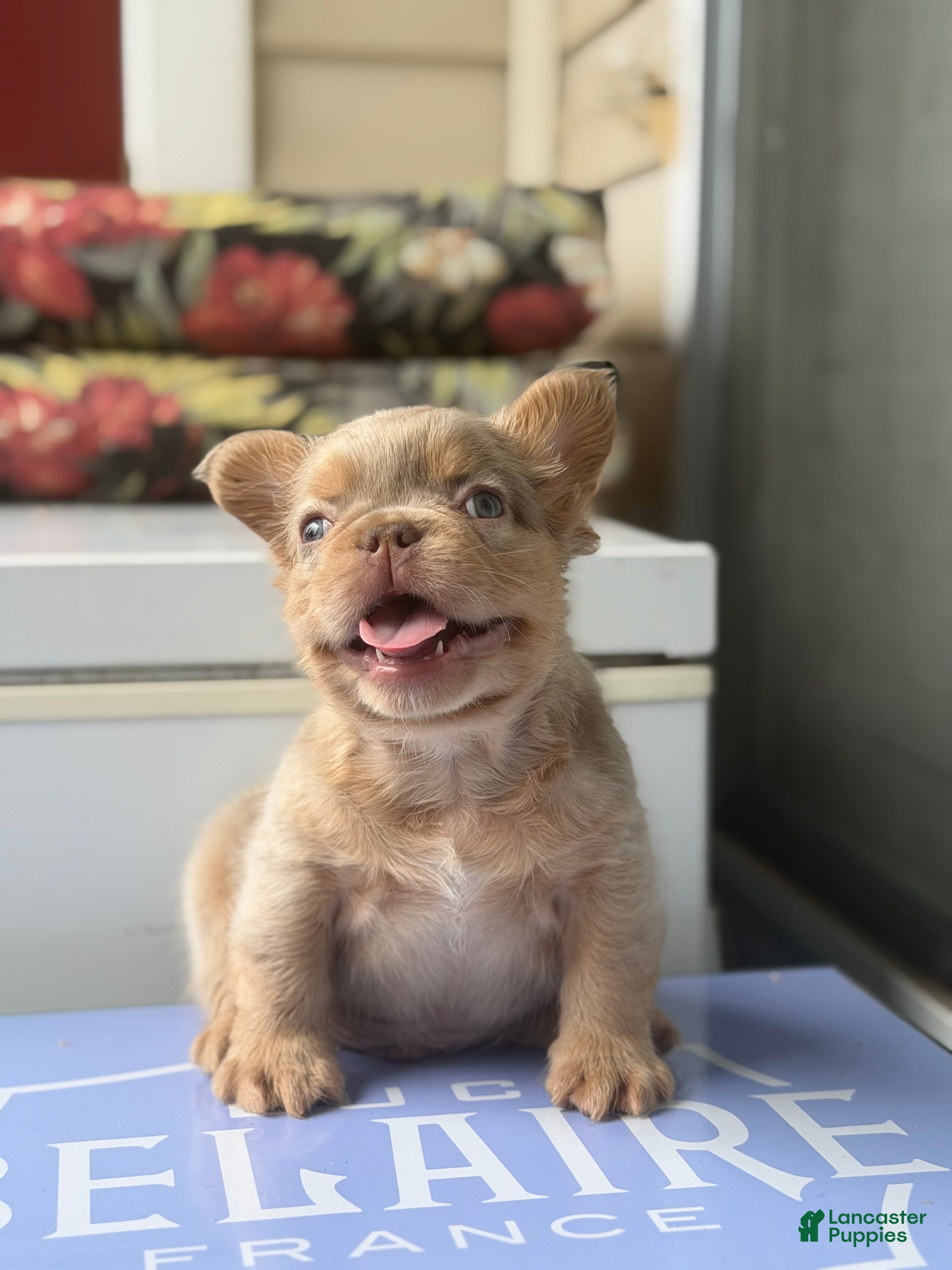 French Bulldog dogs French Bulldog 1 - Ad 1