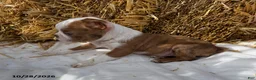 Boston Terrier dogs for sale: Winston - Ad 3