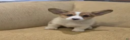 Welsh Corgi Pembroke dogs for sale: Welsh Corgi Pembroke 5 - Ad 4
