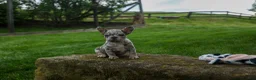 French Bulldog dogs for sale: Archie Beautiful Merle  Pup💙🐾 - Ad 18