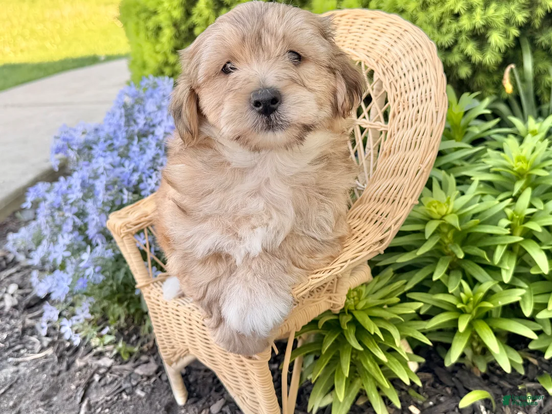 Yochon dogs for sale: Gamble  - Ad 1