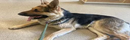 German Shepherd dogs for sale: Bear - Ad 20