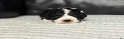 Cavapoo dogs for sale: Emmett - Ad 5