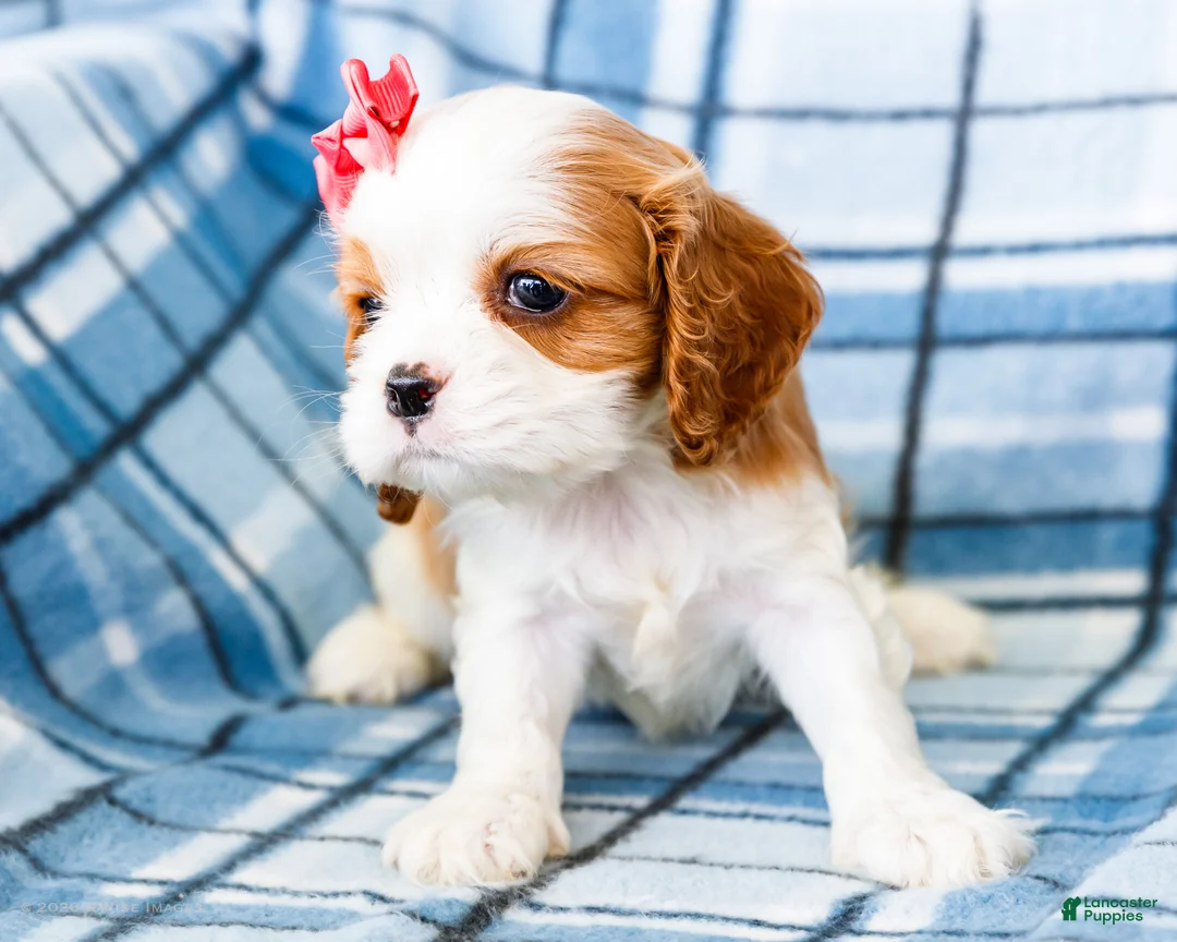 Mixed Breed dogs for sale: Janie - Ad 2