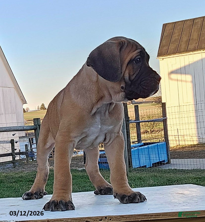 Cane Corso dogs Aiden - Ad 2