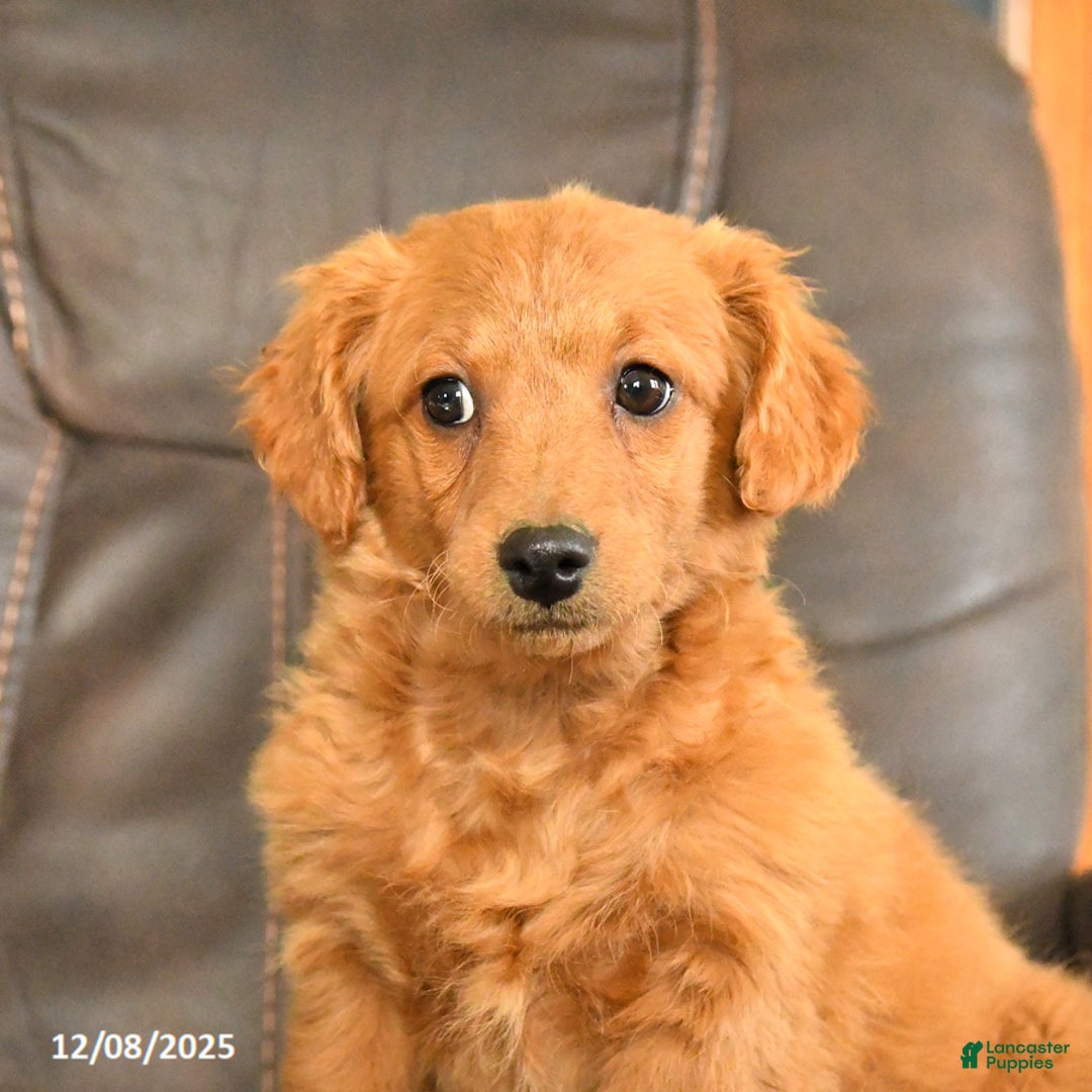 Mini Goldendoodle dogs for sale: Flora   - Ad 5