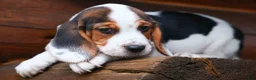 Beagle dogs for sale:  Dallas 🐾 - Ad 18