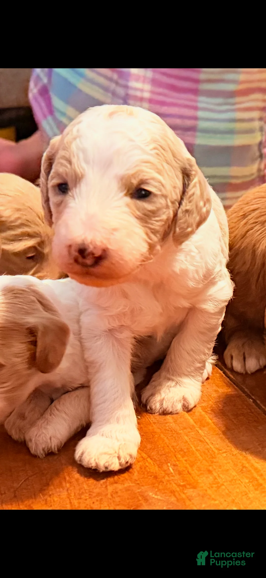 Goldendoodle dogs for sale: Tinker  - Ad 1