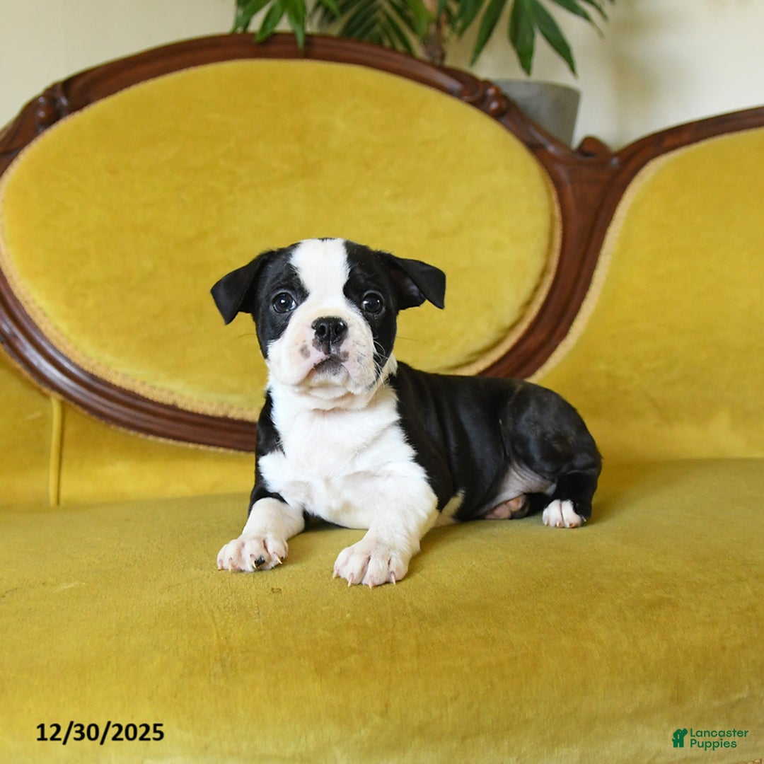 Boston Terrier dogs for sale: Jingles - Ad 10