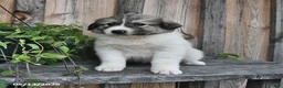 Mixed Breed dogs for sale: Bowan - Ad 2