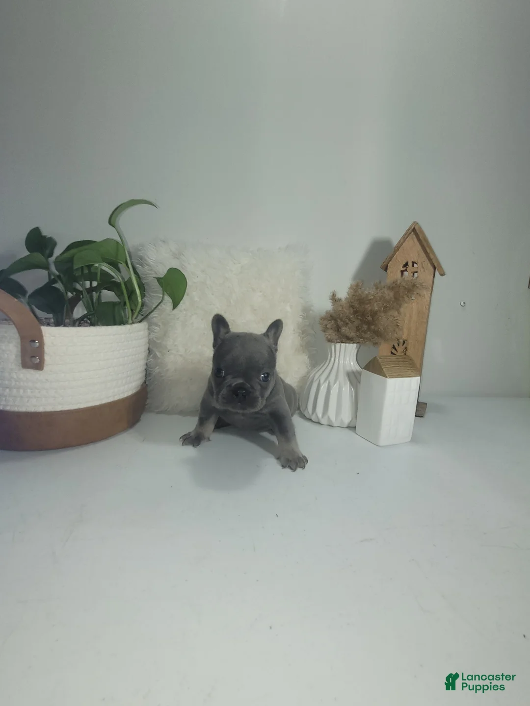 French Bulldog dogs for sale: French Bulldog Puppy 6 - Ad 2