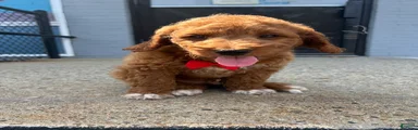 Mini Goldendoodle 2