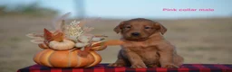 Golden Retriever dogs for sale: Kody - Ad 1