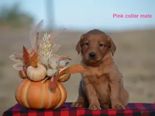 Golden Retriever dogs Kody - Ad 33