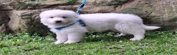 German Shepherd dogs for sale: ACE!! LONGCOAT!! - Ad 5