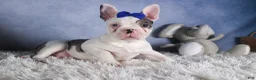 Frenchton dogs for sale: ISAAC - Ad 11