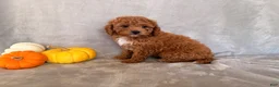 Cavapoo dogs for sale: Charlie Brown - Ad 3