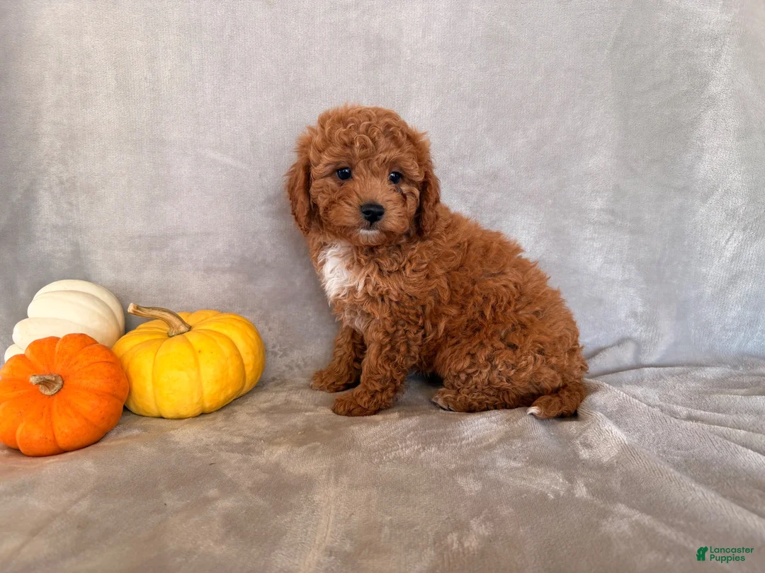 Cavapoo dogs for sale: Charlie Brown - Ad 3