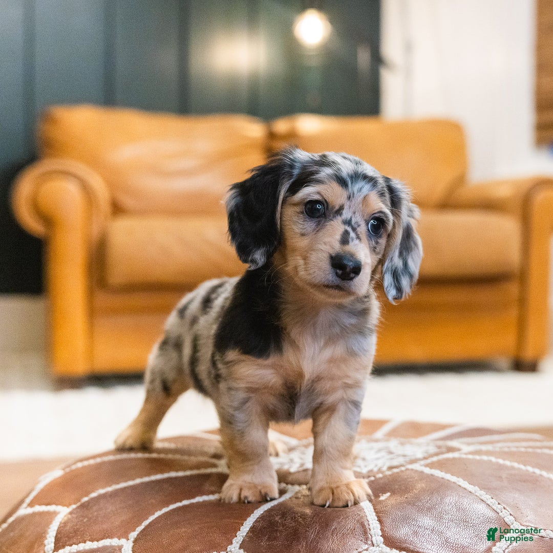 Miniature Dachshund dogs for sale: Max - Ad 6