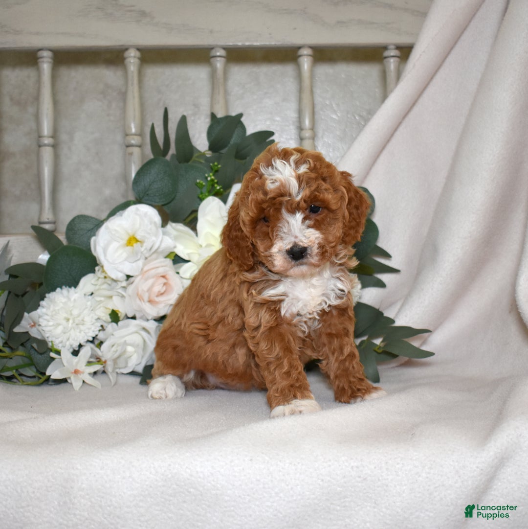 Miniature Poodle dogs for sale: Jasmine - Ad 2