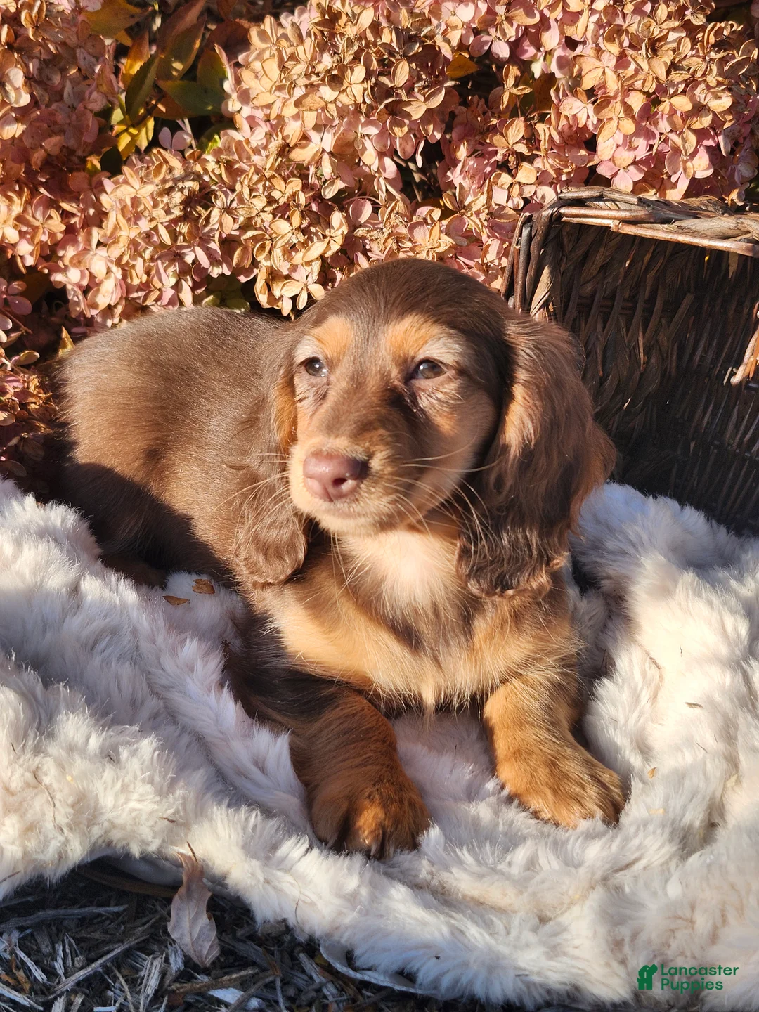 Miniature Dachshund dogs for sale: Dolly - Ad 1