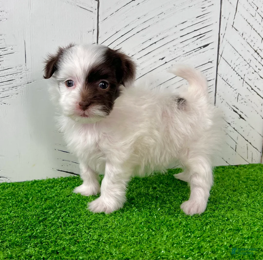 Havapoo dogs for sale: Mitzi - Ad 3