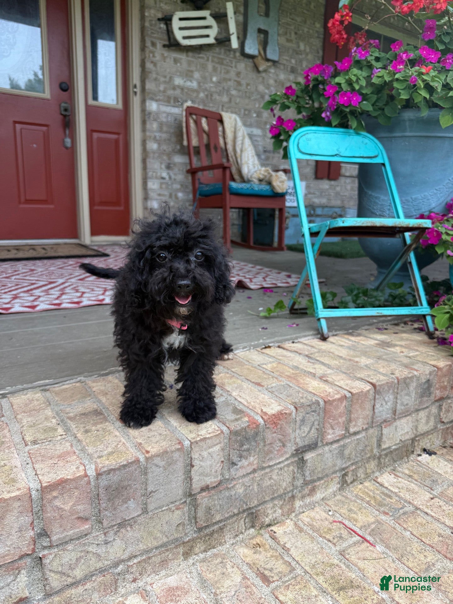 Cavapoo dogs lizzy - Ad 6