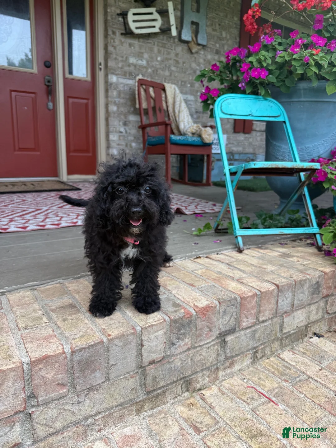 Cavapoo dogs for sale: lizzy - Ad 1