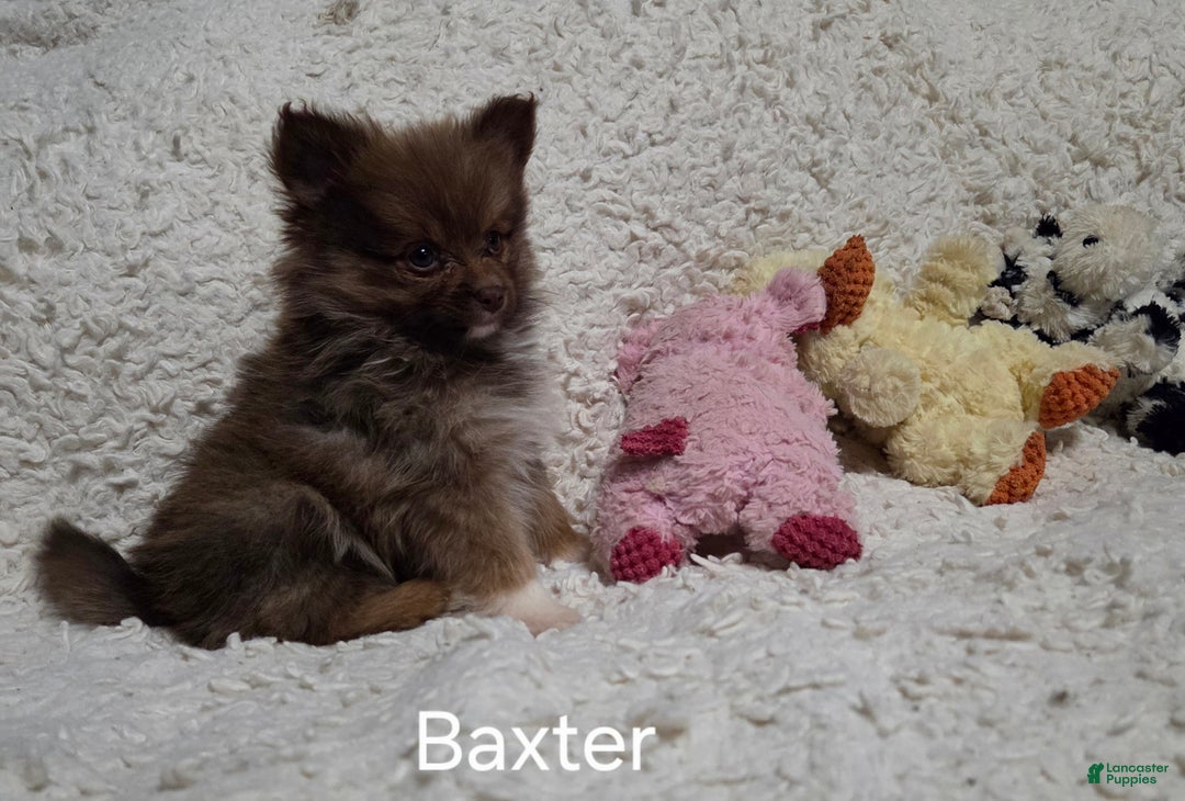Pomeranian dogs for sale: Baxter - Ad 7