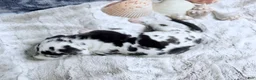 Great Dane dogs for sale: Artemis - Ad 9
