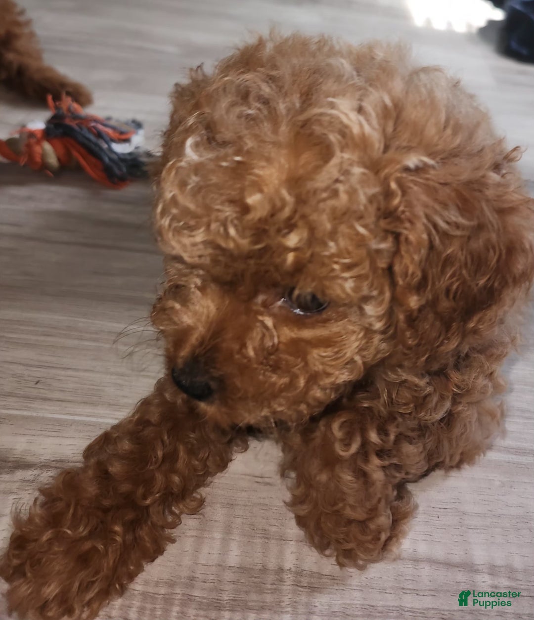 Cavapoo dogs for sale: Pharoah - Ad 3