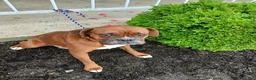 Boxer dogs for sale: Tyson - Ad 5