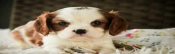Cavalier King Charles Spaniel dogs for sale: Dandelion - Ad 7