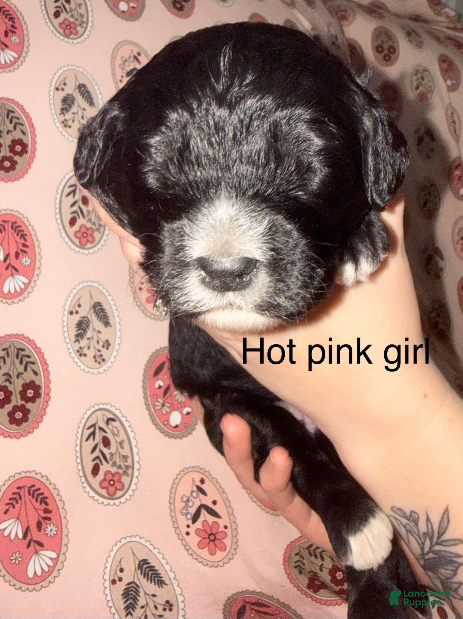 Mixed Breed dogs for sale: Hot pink collar girl - Ad 2
